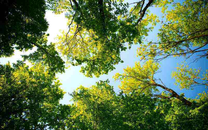 Suncorp Bank launches carbon neutral transaction account